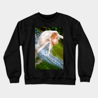 River splash Spinone Crewneck Sweatshirt